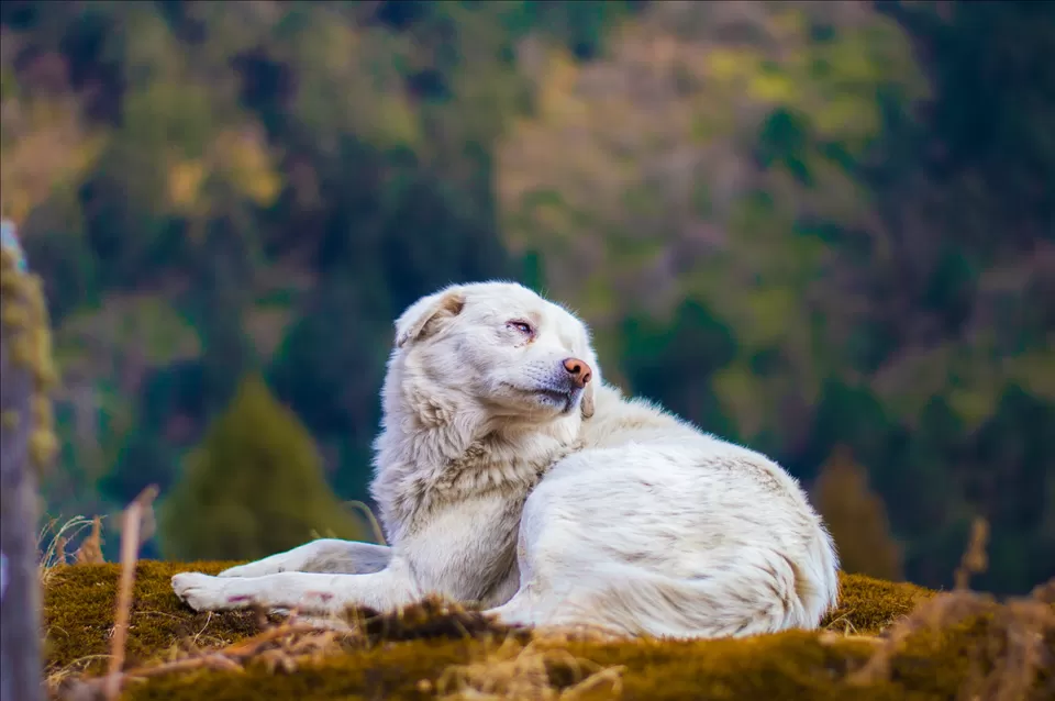 Photo of Amazing Trip to sikkim by Abhishek Yadav