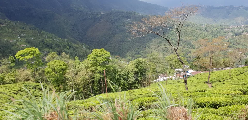 Photo of Patna to Darjeeling 515 km A memorable roadtrip through the Misty mountains of darjeeling by Ankit Nryn