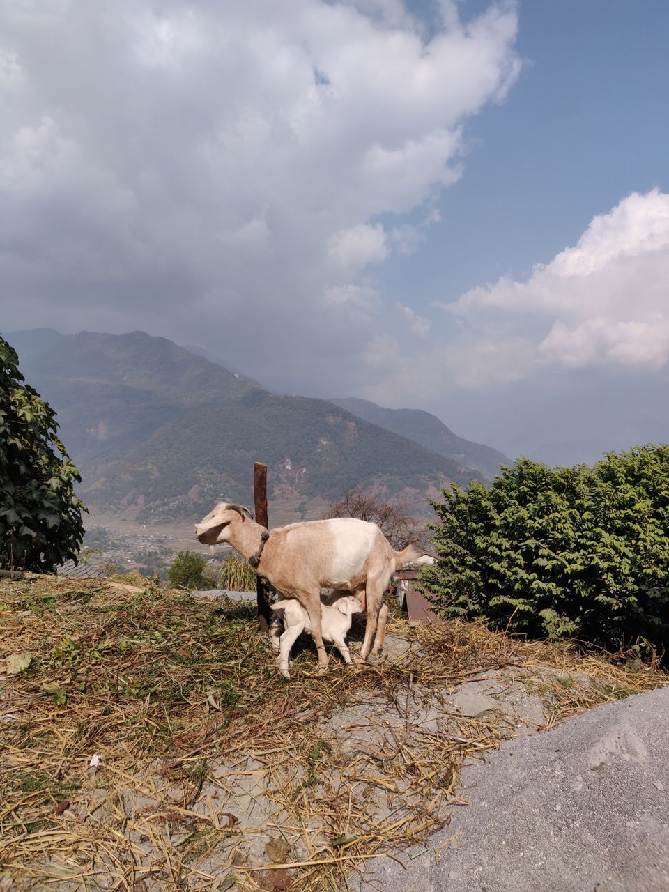 Photo of Nepal, I'm coming back to you. by Meghana Saldanha