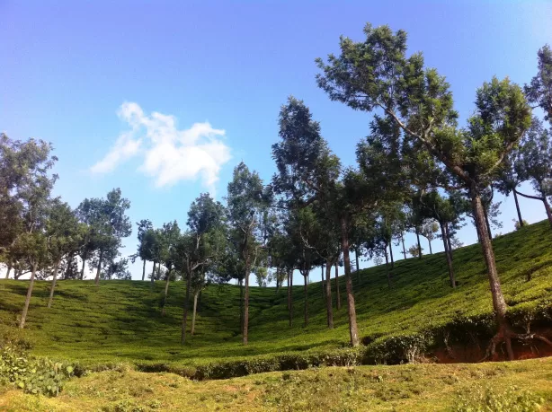 Photo of Munnar, Kerala, India by Bharti Singh