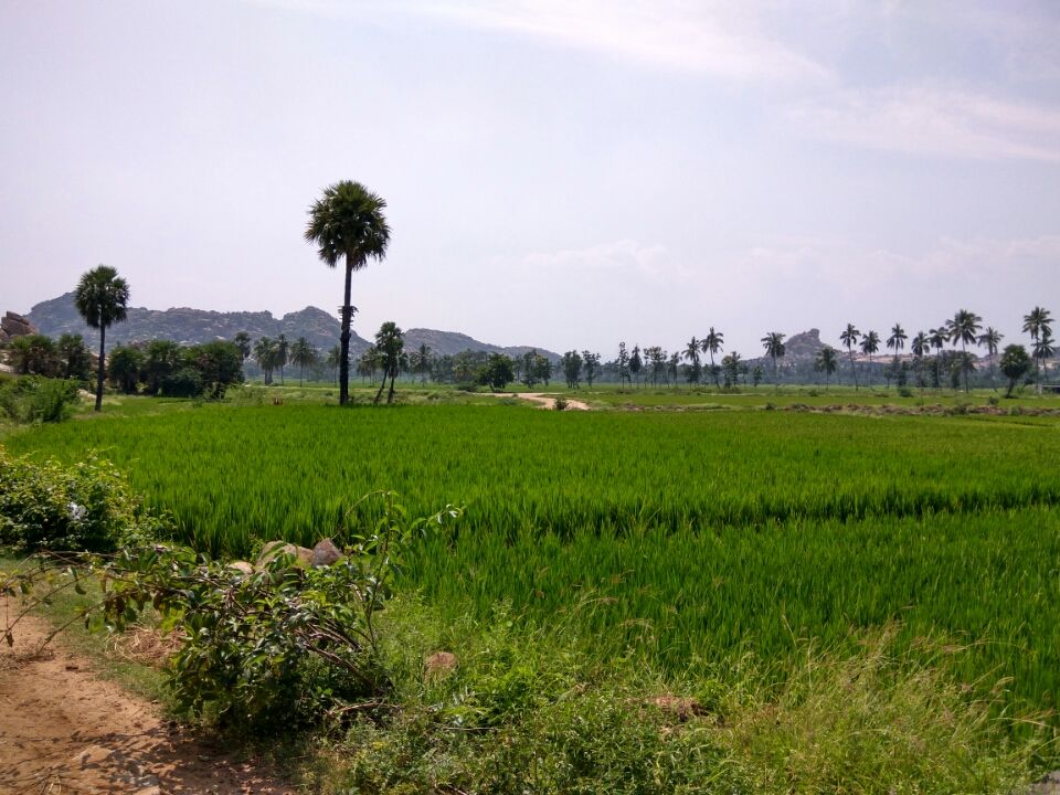 Photo of Jumpy Hampi by Ashish Kona