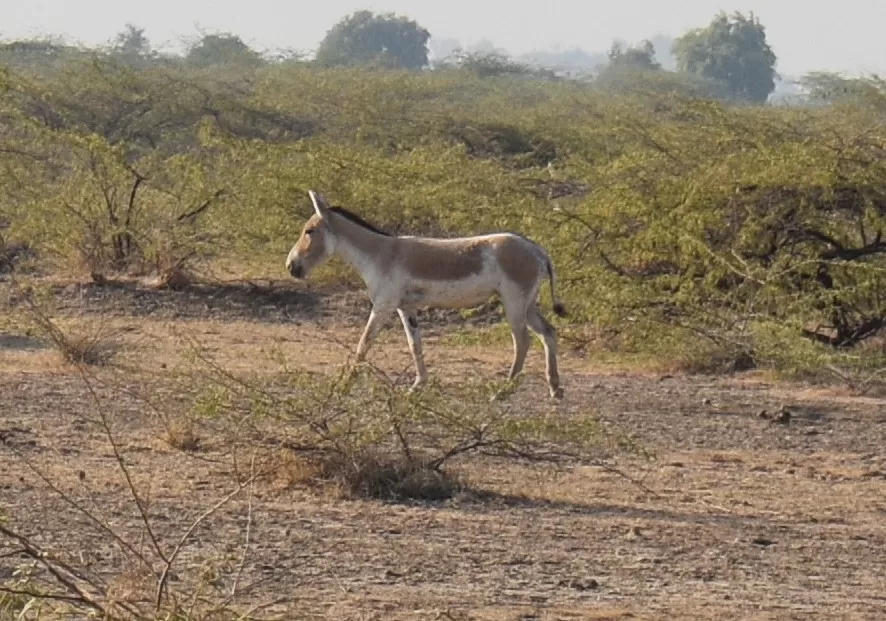 Photo of Bajana, Gujarat, India by Devashree Ashara