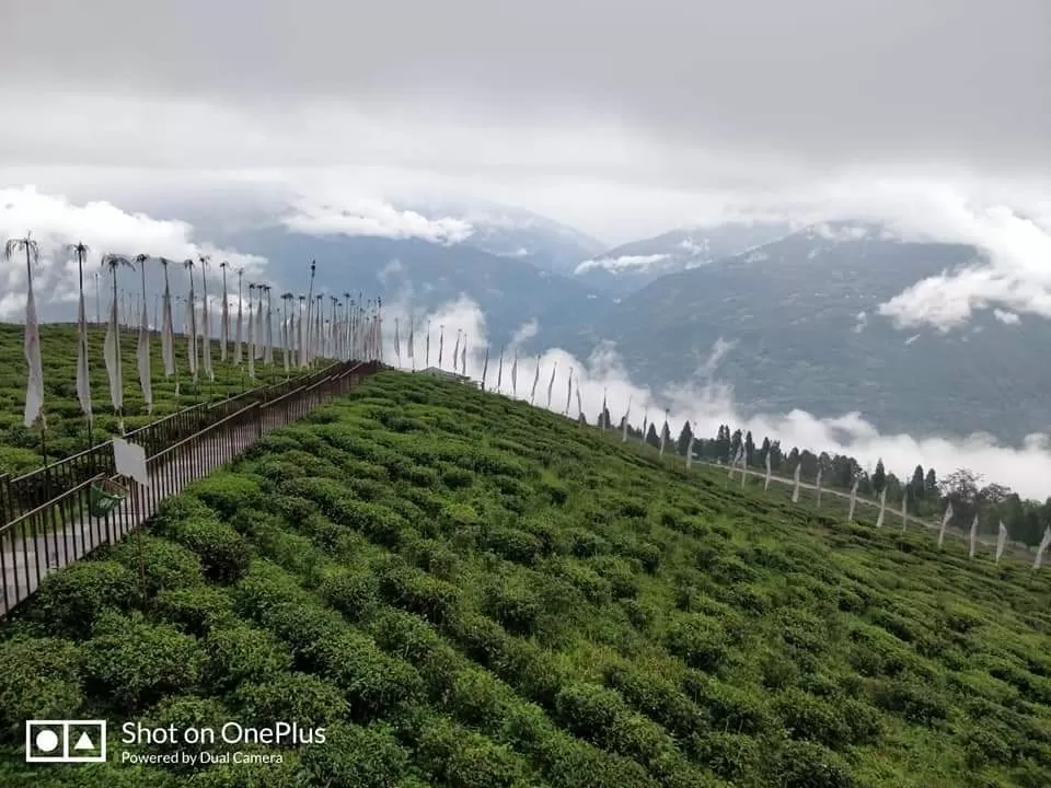 Photo of Temi Tea Garden, Sikkim, India by La Vie en Rose 