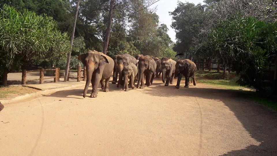 Photo of Pinnawala Elephant Orphanage Bus Stop, Kegalle-Rambukkana Rd, Rambukkana, Sri Lanka by pallavi rangavajhala