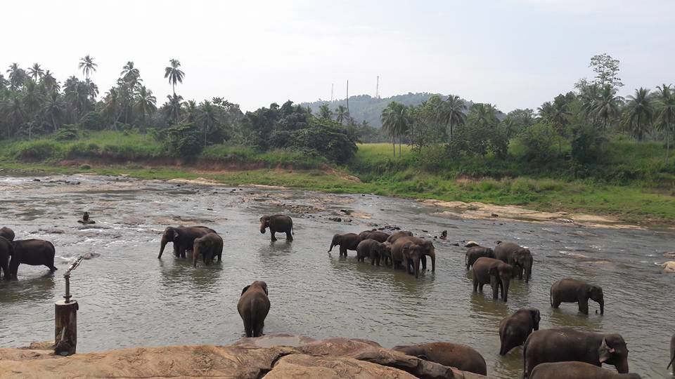 Photo of Pinnawala Elephant Orphanage Bus Stop, Kegalle-Rambukkana Rd, Rambukkana, Sri Lanka by pallavi rangavajhala