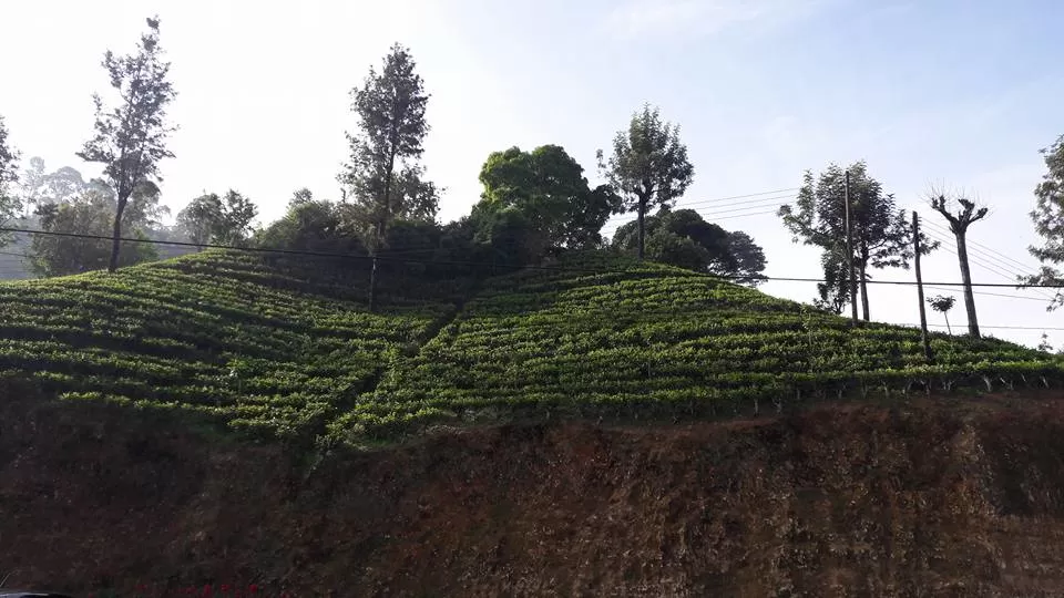 Photo of The Tea Garden, Nuwara Eliya, Sri Lanka by pallavi rangavajhala