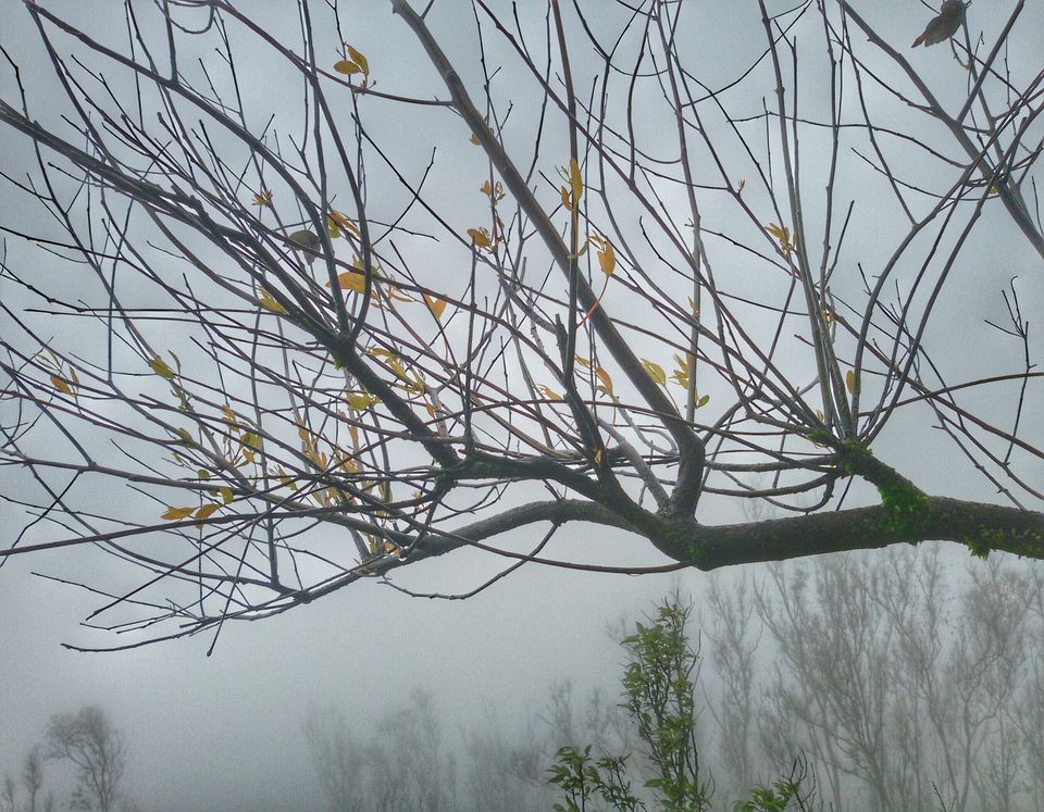 Photo of A getaway to the misty lands 13/17 by Rohit Dinesh