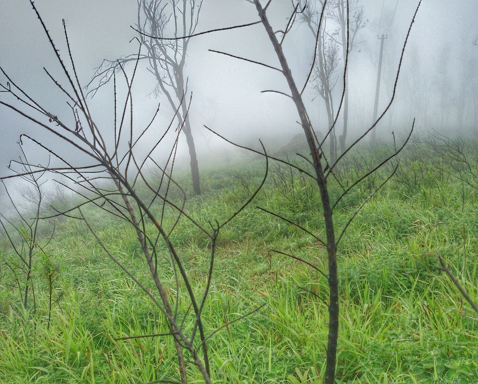 Photo of A getaway to the misty lands 15/17 by Rohit Dinesh