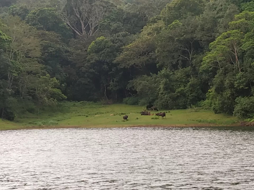 Photo of Thekkady, Kumily, Kerala, India by Wasim Rahman Z
