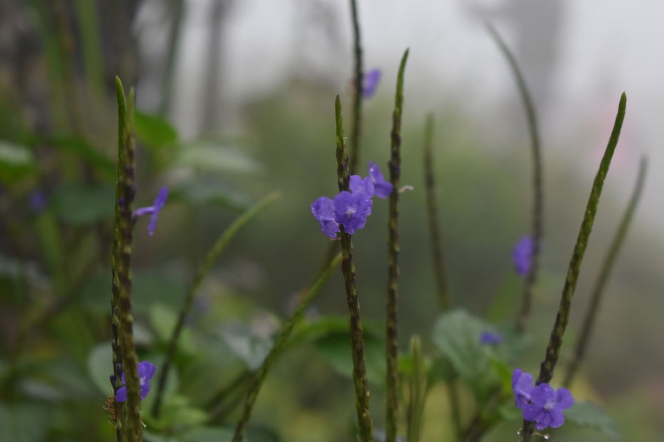 Photo of Ponmudi Hills.... One of coolest top of Kerala by Shivam Sharma
