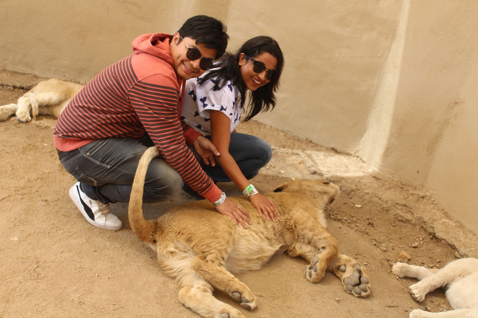 Photo of Date with African Lions! 1/15 by Amrita