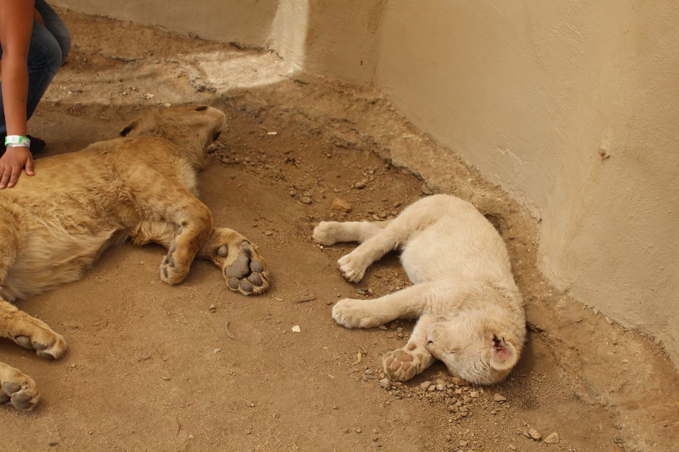 Photo of Date with African Lions! 2/15 by Amrita