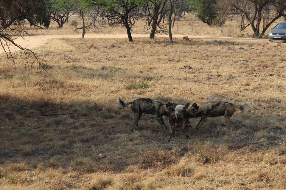 Photo of Date with African Lions! 8/15 by Amrita