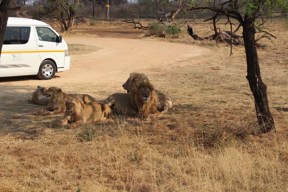 Photo of Date with African Lions! 6/15 by Amrita