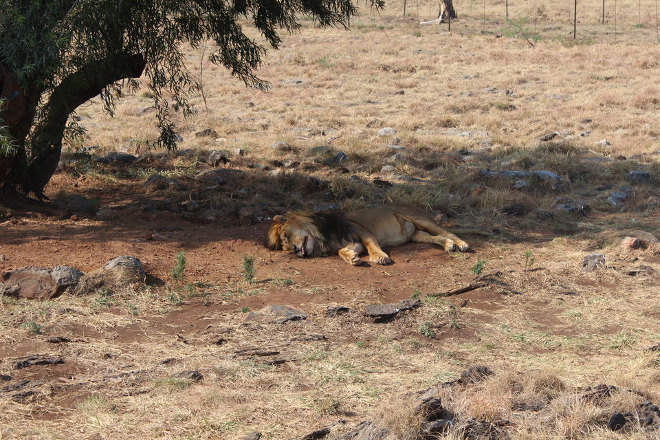 Photo of Date with African Lions! 5/15 by Amrita