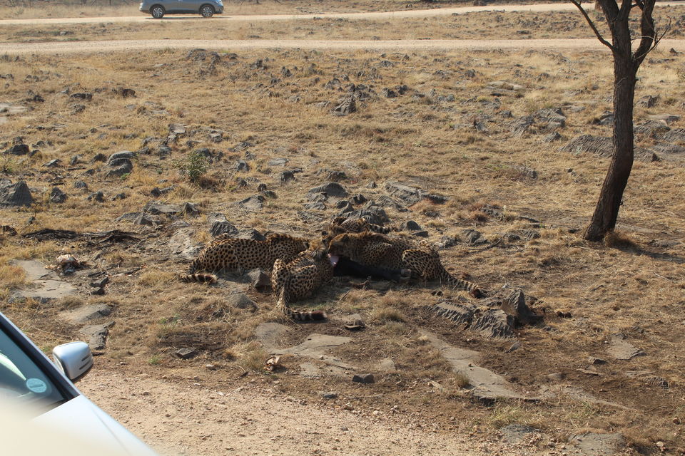 Photo of Date with African Lions! 10/15 by Amrita