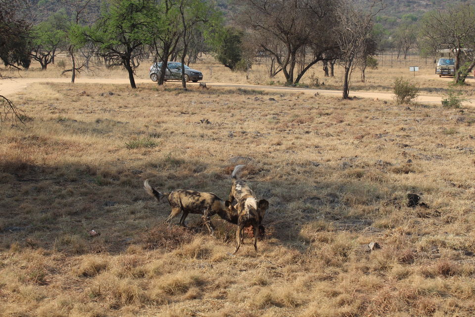 Photo of Date with African Lions! 7/15 by Amrita