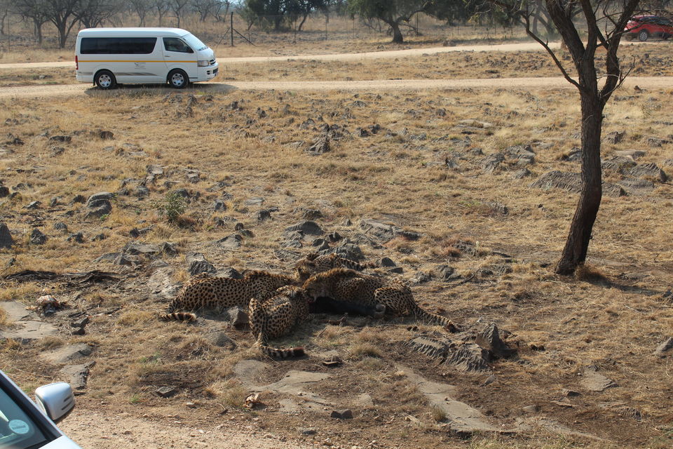 Photo of Date with African Lions! 9/15 by Amrita