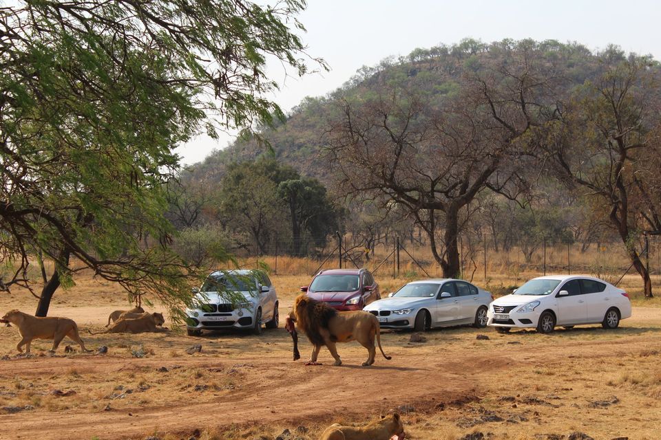 Photo of Date with African Lions! 11/15 by Amrita