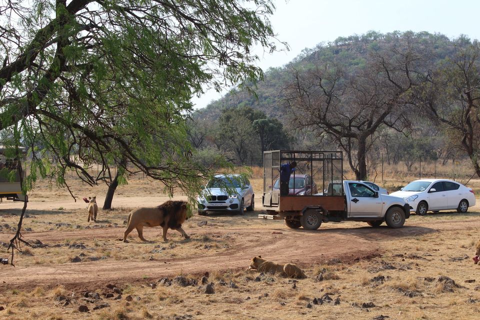 Photo of Date with African Lions! 12/15 by Amrita