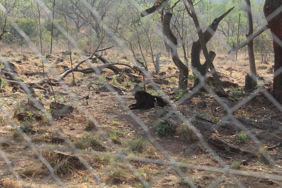 Photo of Date with African Lions! 13/15 by Amrita