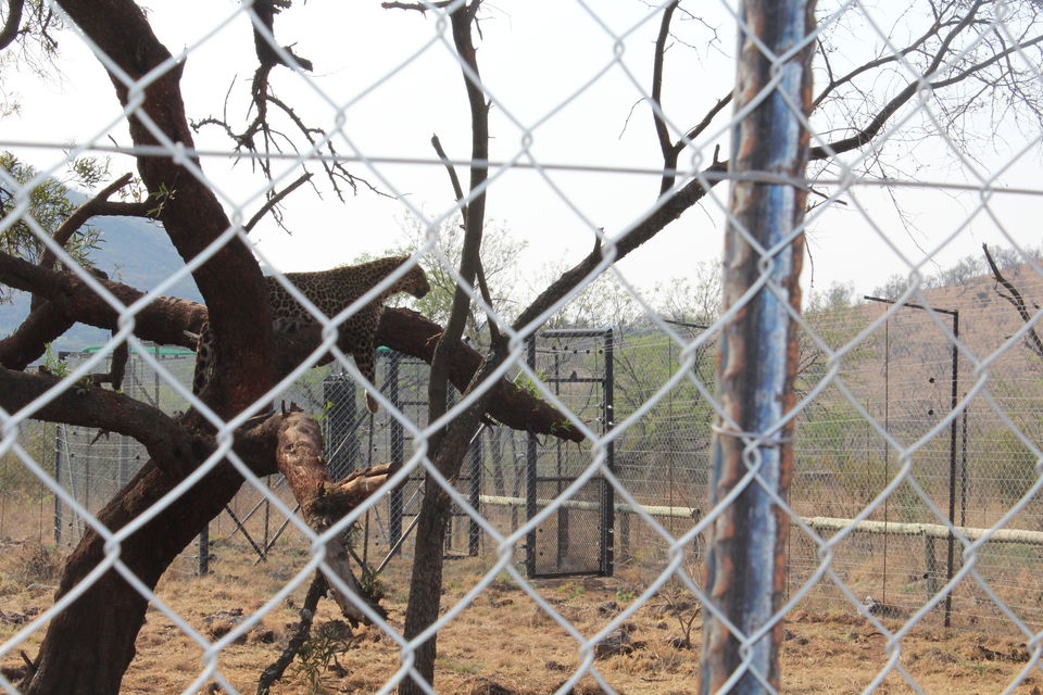 Photo of Date with African Lions! 14/15 by Amrita