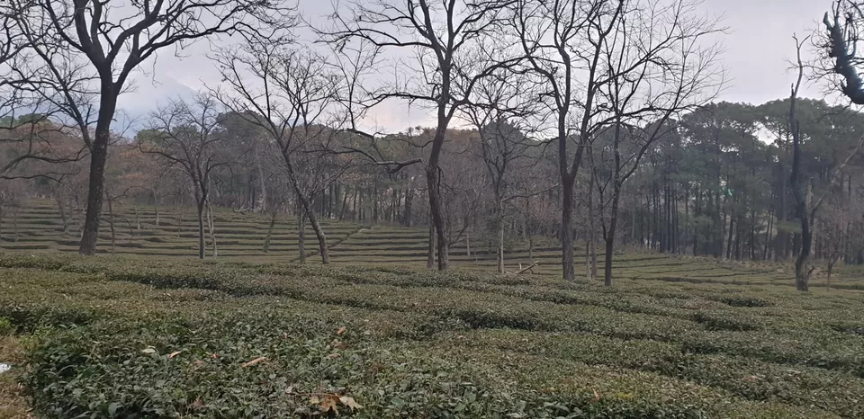 Photo of Palampur, Himachal Pradesh, India by Kajal Jain