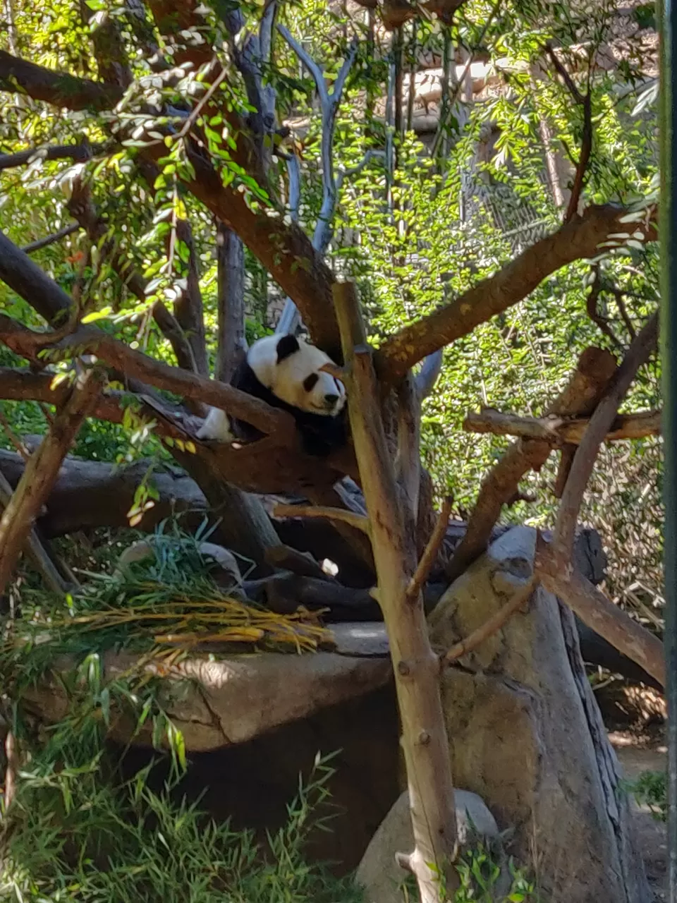 Photo of San Diego Zoo By Prihaa Avtar