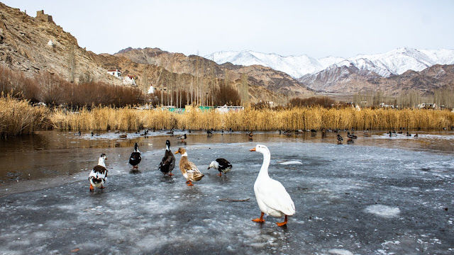 Photo of Most challenging trek in India: The Ice Walk trek also called as the THE CHADAR TREK by Ayushi Jain