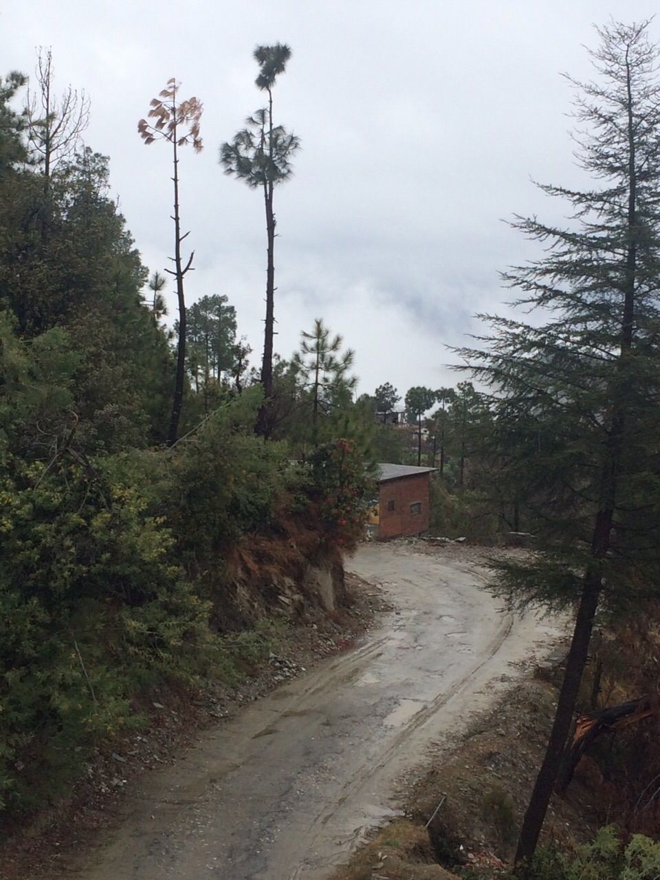 Photo of Cycling in the hills of Kumaon/ Nainitaal 6/10 by Sumana Srivastava