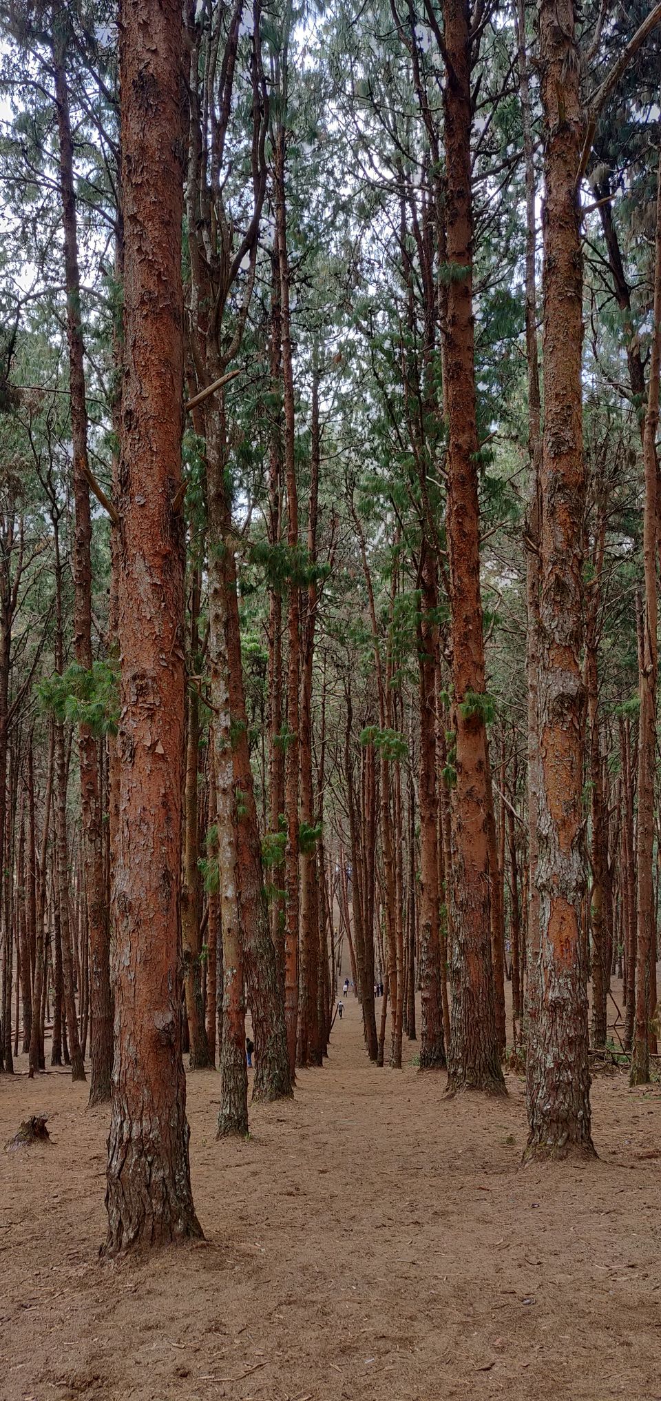 Photo of Kodaikanal : Princess of Hills ! by AJAY