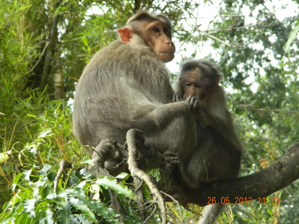 Photo of Periyar Tiger Reserve, Mlappara, Kerala, India by Abhishek Kumar