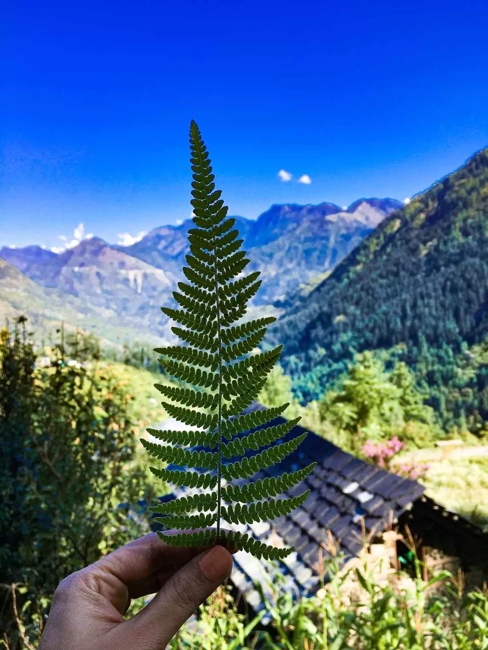Photo of Jibhi, Himachal Pradesh, India by _nostamponpassport_