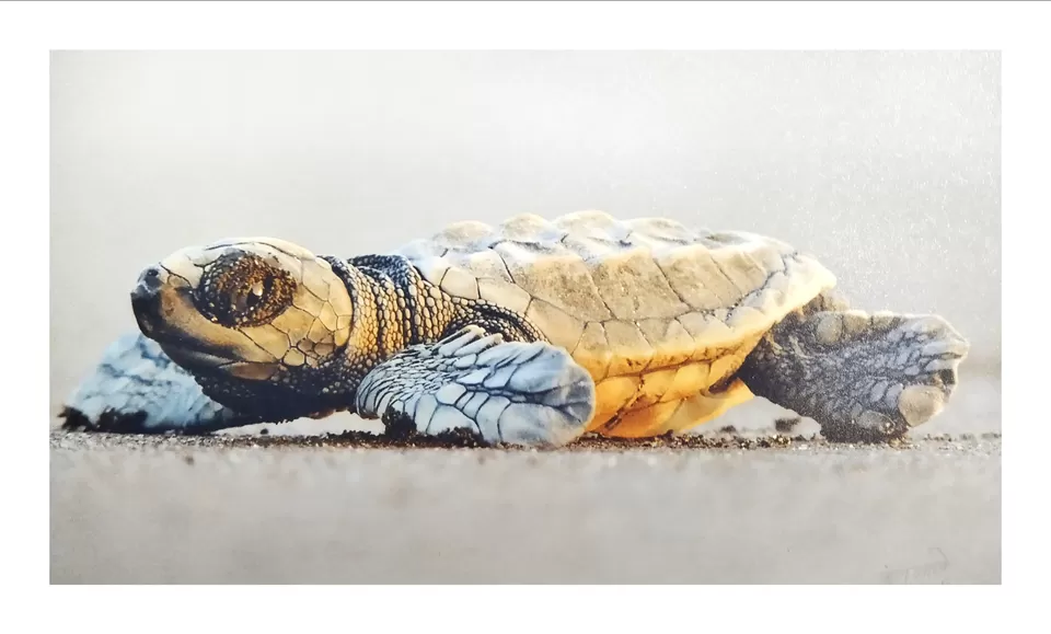 Photo of The best solo trip for a Nature Lover in Maharashtra. Olive Ridley Turtles, Beautiful Beaches, etc by Subheg Singh