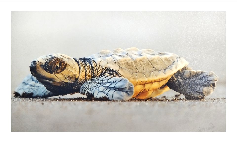 Photo of The best solo trip for a Nature Lover in Maharashtra. Olive Ridley Turtles, Beautiful Beaches, etc by Subheg Singh
