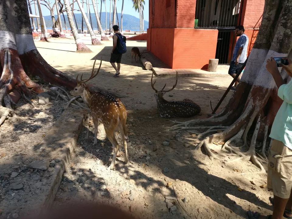 Photo of Ross Island by Vivek Mahto