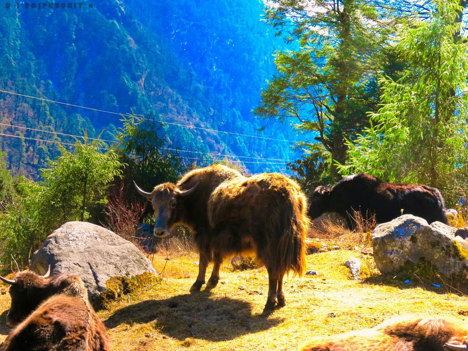 Photo of Gangtok: A piece of heaven for the mankind. 9/22 by Monojit Mandal
