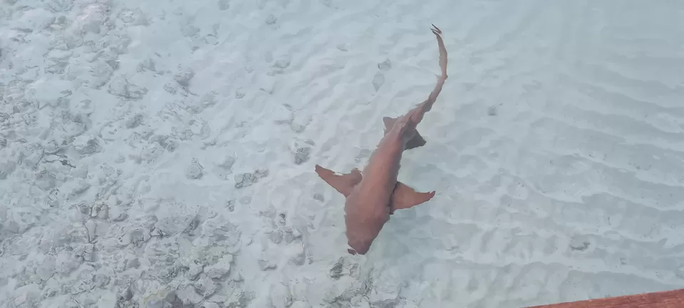 Photo of Dhiggiri, Maldives by Peripatetic_ss