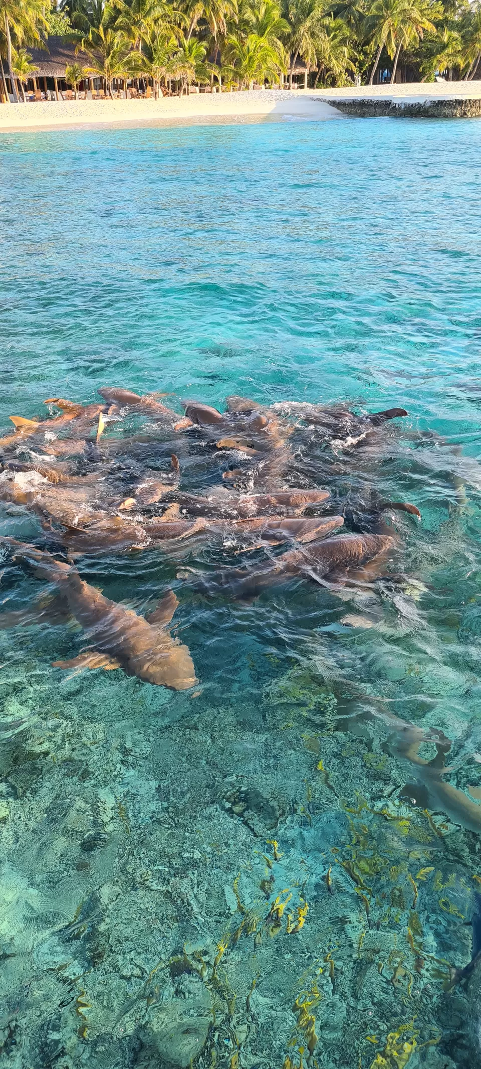 Photo of Dhiggiri, Maldives by Peripatetic_ss