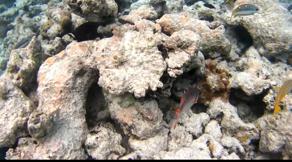 Photo of Dhiggiri, Maldives by Peripatetic_ss