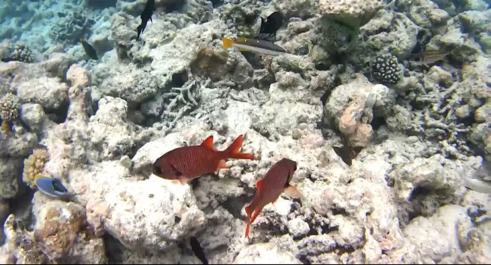 Photo of Dhiggiri, Maldives by Peripatetic_ss