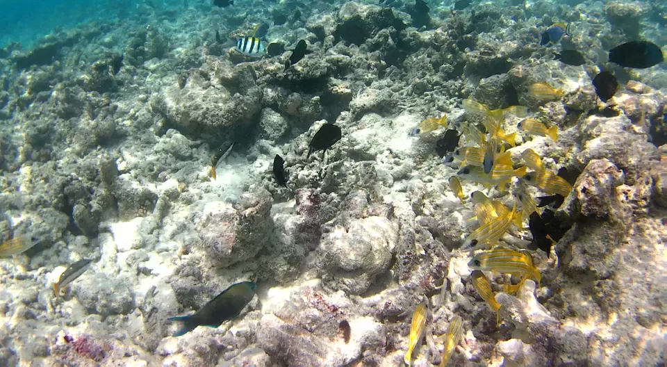 Photo of Dhiggiri, Maldives by Peripatetic_ss