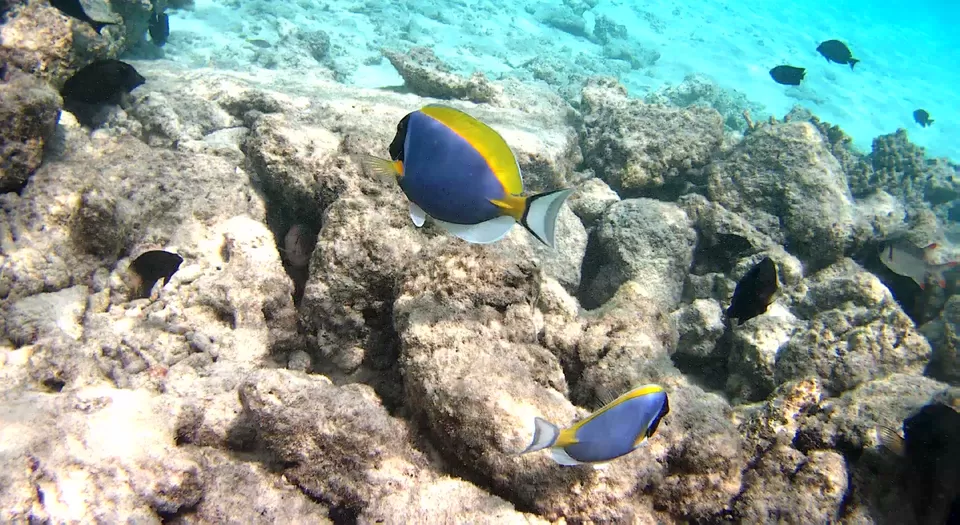 Photo of Dhiggiri, Maldives by Peripatetic_ss