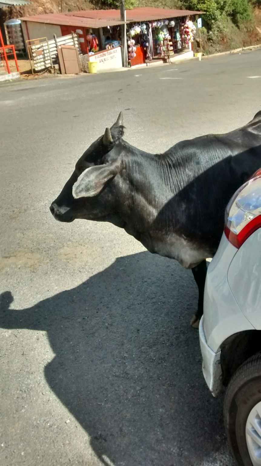 Photo of Coorg, Karnataka, India by Shinjini Majumder