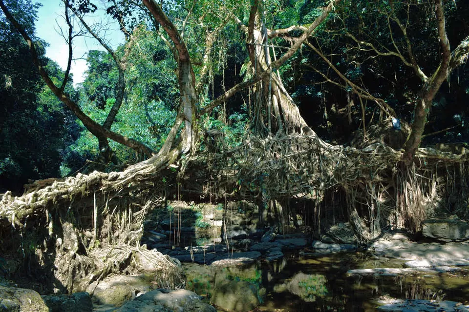 Photo of Living Root Bridge, Mawlynnong, Surok Mawlynnong, Mawlynnong, Meghalaya, India by Kanj Saurav