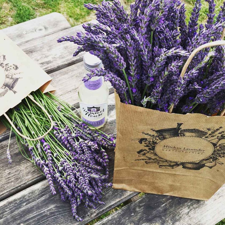 Photo of My Lavender Trail In France by Palak Doshi