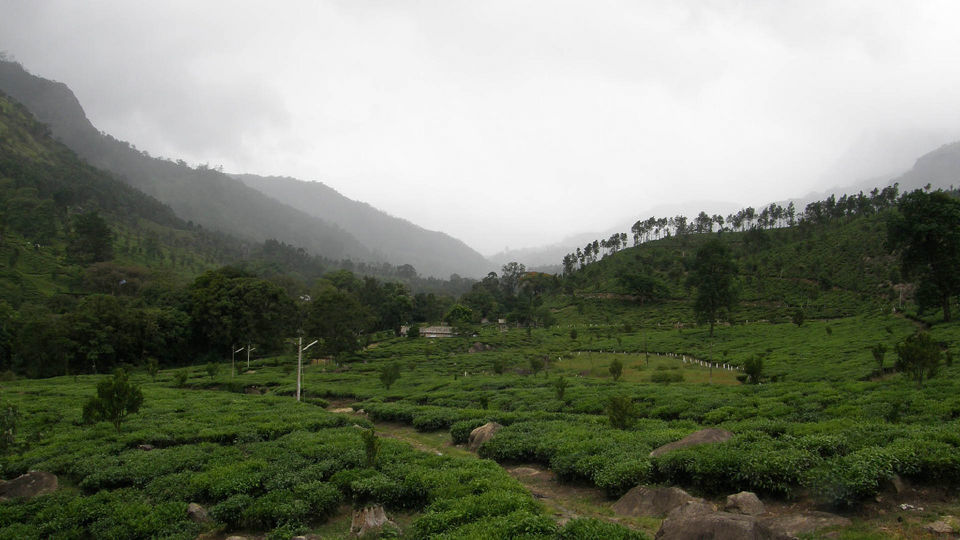 Photo of Munnar, Kerala, India by Sarah