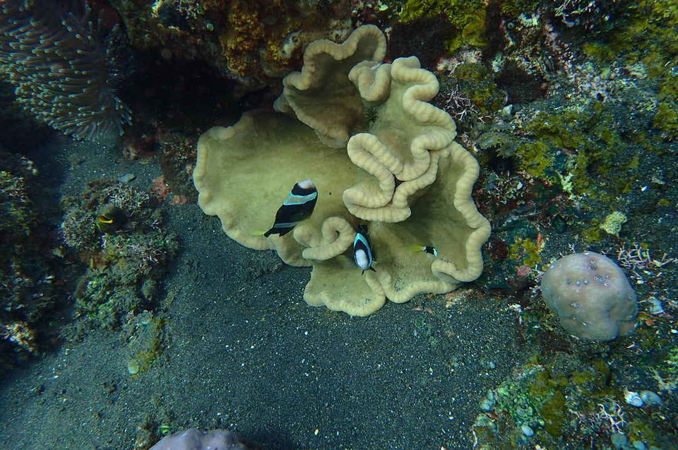 Photo of Life Below the Waters: Diving the Liberty Shipwreck in Bali by Rhucha Kulkarni
