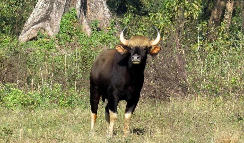 Photo of Alipurduar, West Bengal, India by Shinjini Majumder