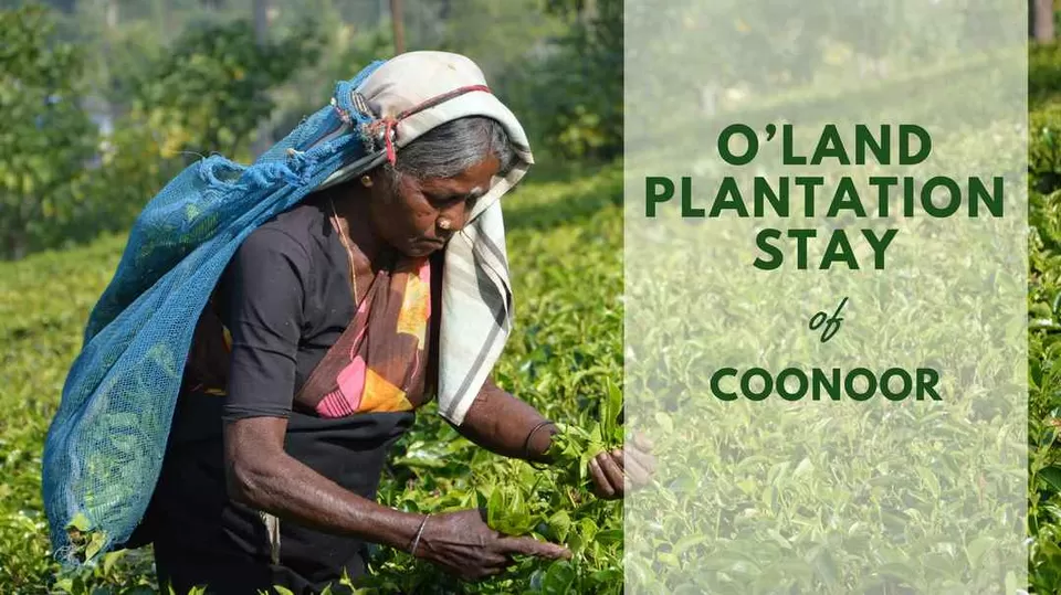 Photo of Oland Plantation Stays, Coonoor, Tamil Nadu, India by Sonalika Debnath